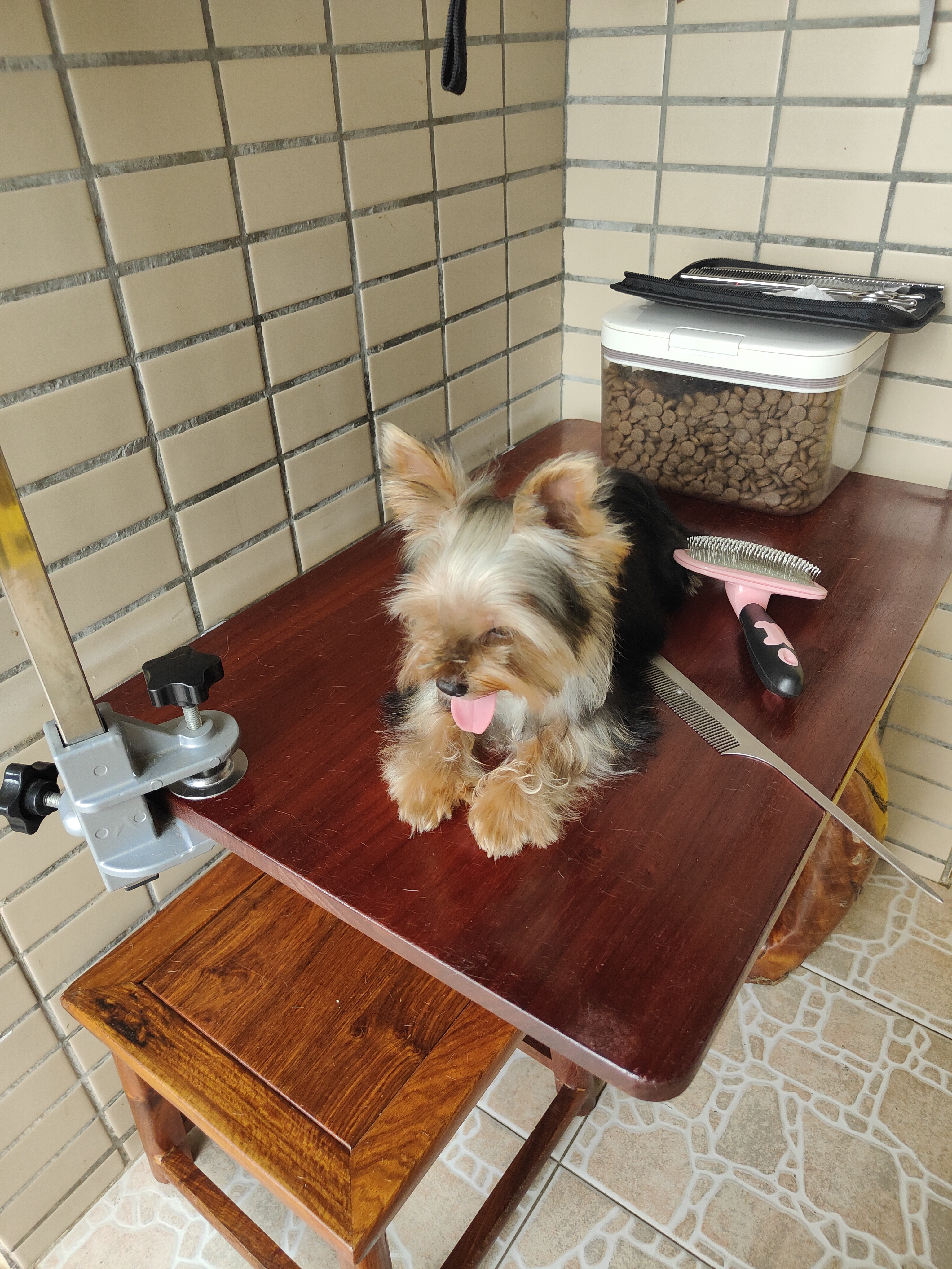自家繁殖的约克夏小母，乖巧可爱，适合家庭饲养。已接种狂犬疫苗和联苗，体内